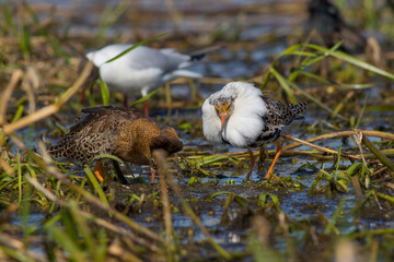 Sandpiper walks through shallow spring swamp