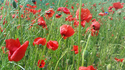 Klatschmohn auf einer Wiese