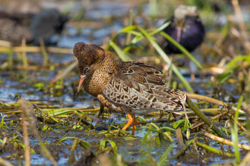 Sandpiper walks through shallow spring swamp