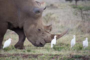 Fototapeta premium Baby Rhino with a freind
