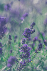 purple lavender flower background