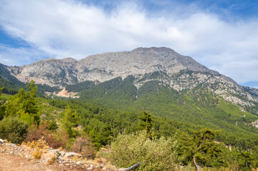 Naklejka premium A landscape view of pine trees in the mountains seen from the Lycian way trail near Mount Olympos or Tahtali near Antalya, Turkey