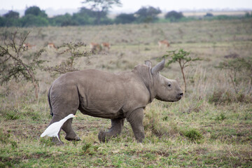 Fototapeta premium Baby Rhino with a freind
