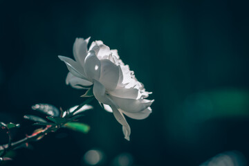 blossoming soft white rose flower