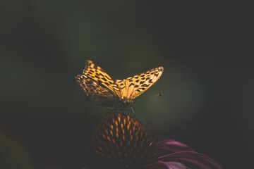 Fototapeta na wymiar orange monarch butterfly in golden light