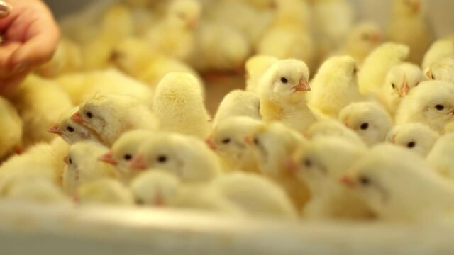 Crowd of small yellow chickens are warming themselves under a lamp. Worker's hands take broiler chickens from under a yellow lamp
