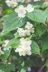 Delicate white flowers mock orange and green leaves with raindrops on a branch. White jasmine flowers of philadelphia coronary. Blooming English Dogwood with Blurred Background