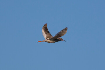 Sandpipers fly in the bright spring sky