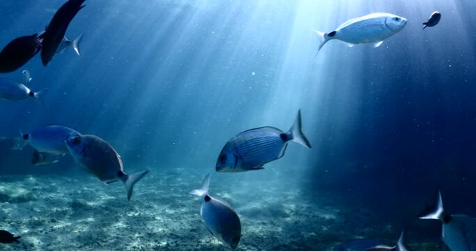 fish scenery underwater sun beams sun rays underwater mediterranean sea sun shine relaxing ocean scenery backgrounds