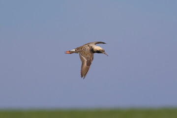 Sandpipers fly in the bright spring sky