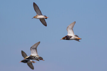 Sandpipers fly in the bright spring sky