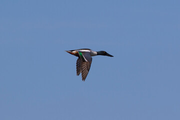 Wide-nosed duck drake flies in the blue sky