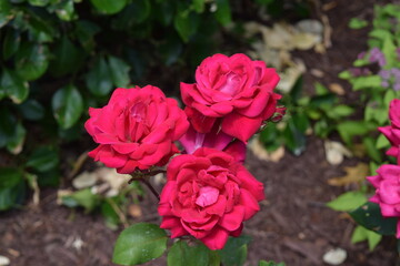 Three roses cling to one another