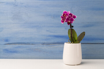 Beautiful tropical orchid in pot on white table .