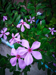 pink and white flowers