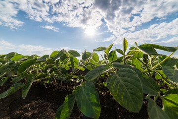 Soybean field ripening at spring season, agricultural landscape