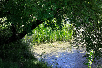 Variety of vegetation by the lake shore