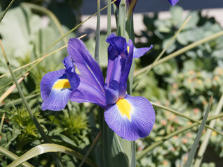 (Iris × hollandica) Blue Magic Holländische Schwertlilie, faszinierenden elegant Blüten auf einem langen Blütenstängel  © Marc