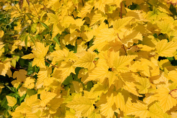 Yellow leaves of the hedge shrubs