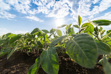 Soybean field ripening at spring season, agricultural landscape