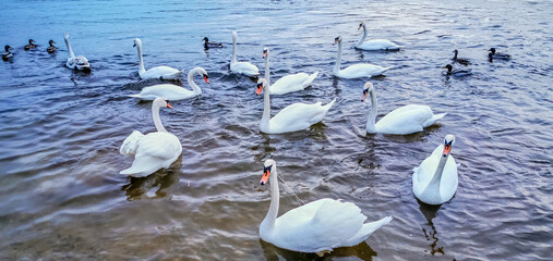 Swans on the lake