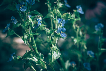 cute little blue flowers on green background