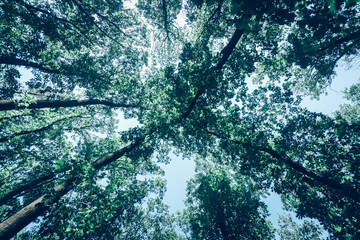 view to the top of trees