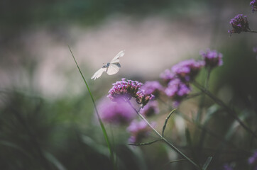 beautiful purple verbena bonariensis flower with white flying butterfly