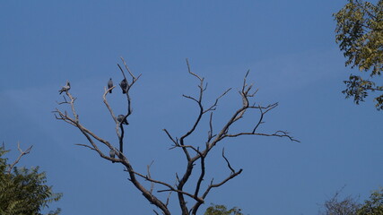 Birds sitting on the top of a leafless tree in a forest in autumn,sky background.