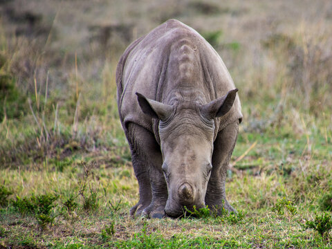 Baby Rhino with a freind