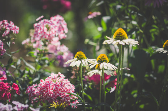 bright echinacea and flox flowers in sunlight