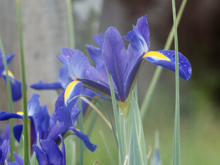 (Iris × hollandica) Blue Magic Holländische Schwertlilie, faszinierenden elegant Blüten auf einem langen Blütenstängel  © Marc