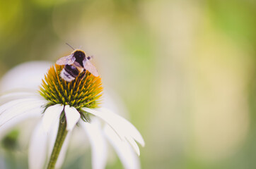 Fototapeta na wymiar bee sitting on white echinacea flower