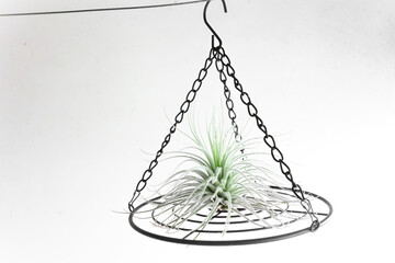 エアプランツ　ティランジアの女王