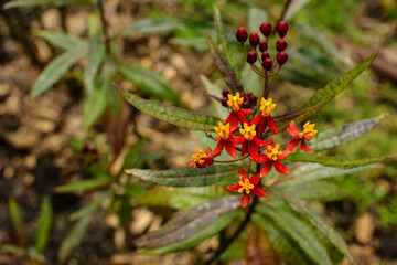 bright sunny day in May with a beautiful red-yellow flower in the garden