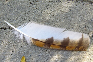 A South African Barn Owl feather detail