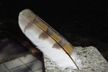 A South African Barn Owl feather detail