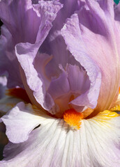 Closeup of light purple and white bearded iris in sunlight