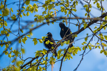 a pair of blackbirds sitting on a branch with green leaves