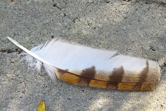 A South African Barn Owl feather detail