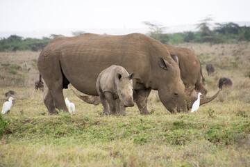 A Rhino accompanied with its baby in Nairobi National Park