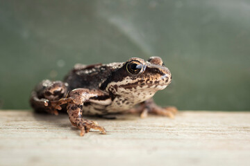 A small wet frog on a wooden Board