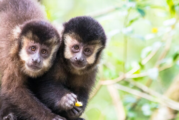Close up de dois macacos jovens
