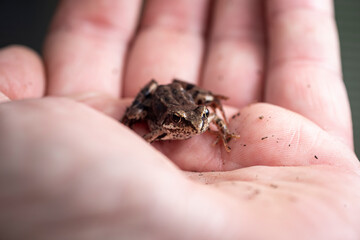 A small wet frog on the palm of your hand