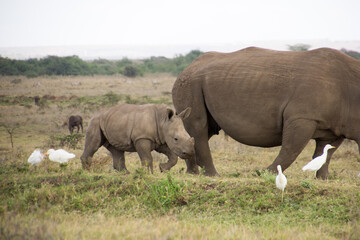 Obraz premium A Rhino accompanied with its baby in Nairobi National Park
