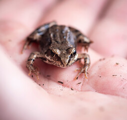 A small wet frog on the palm of your hand