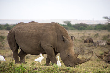 Fototapeta premium A Rhino accompanied with its baby in Nairobi National Park