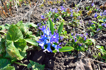 bushes of blue violets and hyacinth in the park in spring
