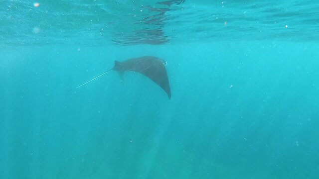 Batoidea swims underwater, stingray underwater in beautiful azure water