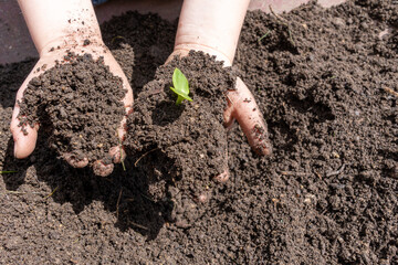 Selective focus on Little seedling in black soil on child hand. Earth day concept.